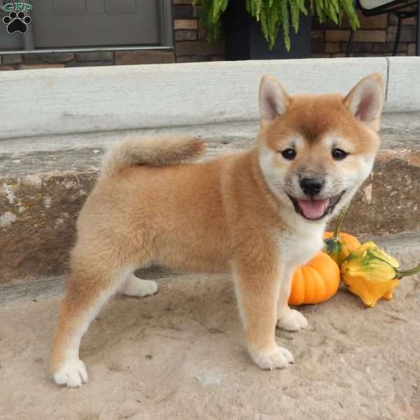 Dora, Shiba Inu Puppy